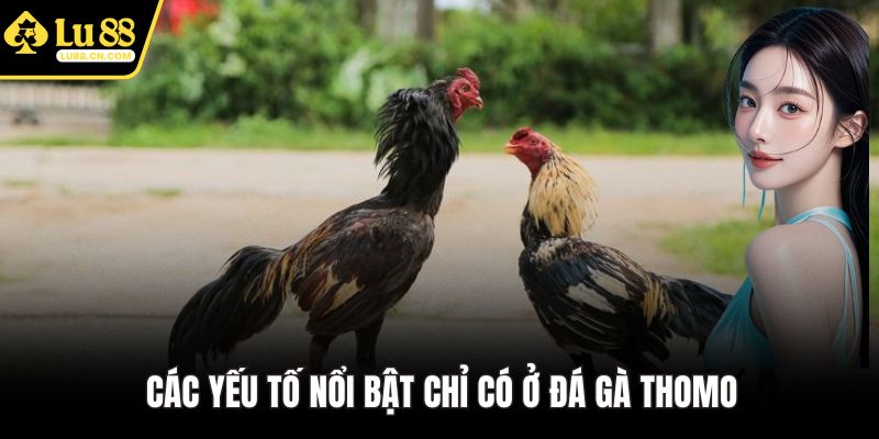 Các yếu tố nổi bật chỉ có ở đá gà Thomo