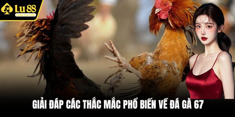 Giải đáp các thắc mắc phổ biến về đá gà 67