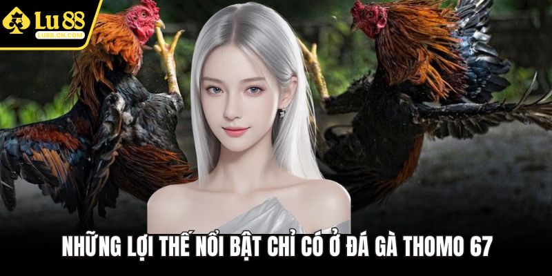 Những lợi thế nổi bật chỉ có ở đá gà Thomo 67