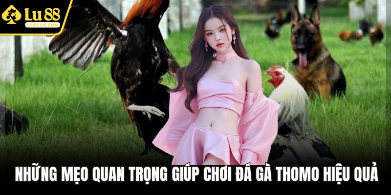 Những mẹo quan trọng giúp chơi đá gà Thomo hiệu quả
